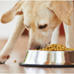 3 Potentially Harmful Chemicals In Dog Food