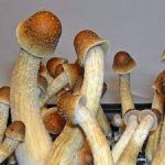 Penis Envy Shrooms- Learn About Its Effects on Human Being