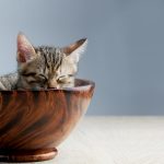 Adopting Teacup Cats: 7 Things to Consider