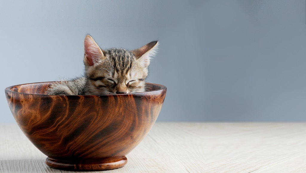 Adopting Teacup Cats: 7 Things to Consider