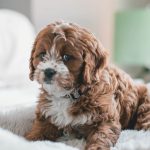 Home Sweet Home: Tips to Keep Your Canine Comfy