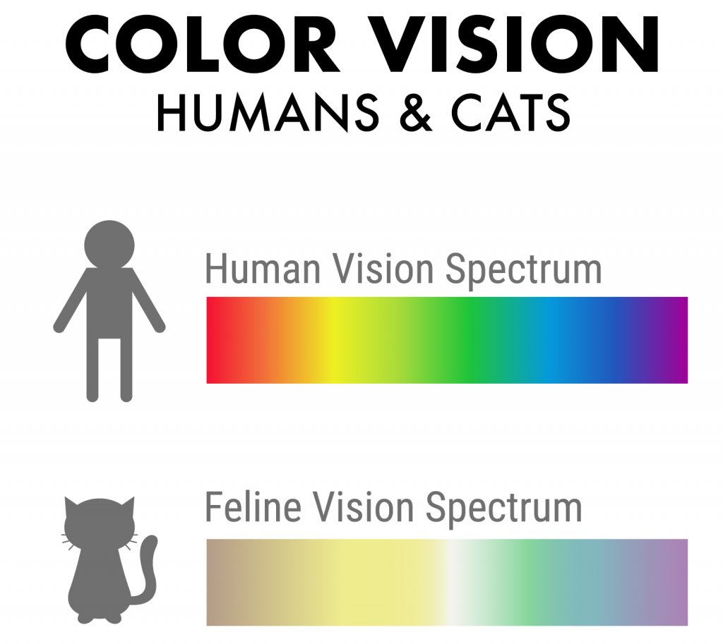 Explore What Color Do Cats Like The Best: A Feline Preference Guide.