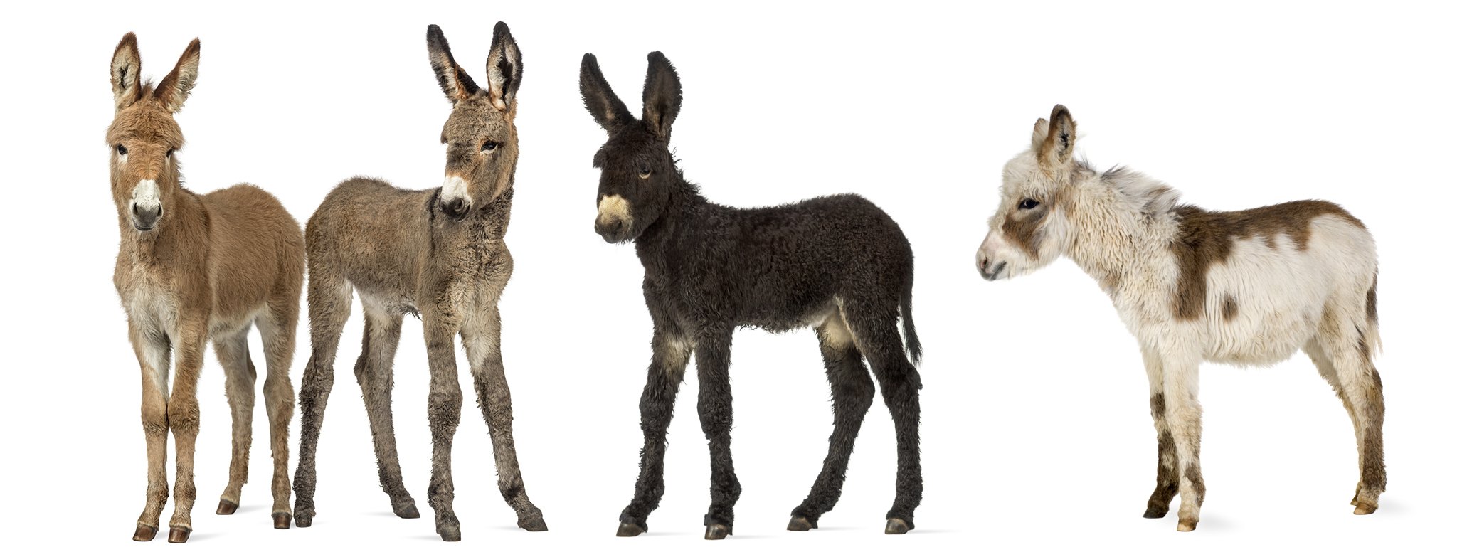 What Color Is A Donkey: Uncovering The Mystery